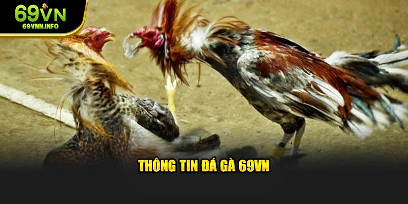 Thông tin đá gà 69VN